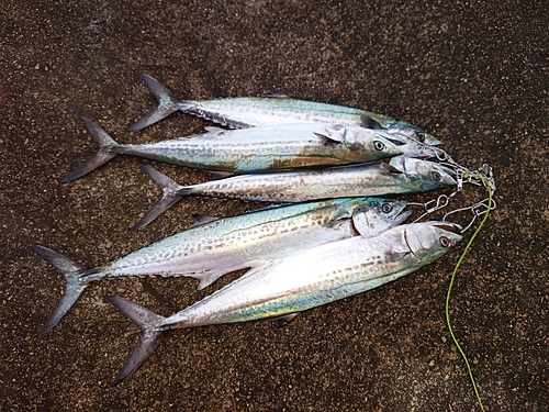 サゴシの釣果