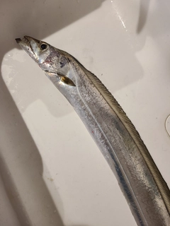 タチウオの釣果