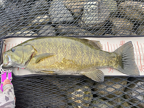 スモールマウスバスの釣果