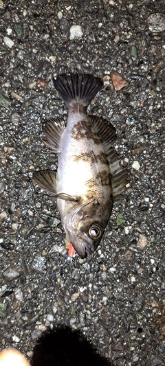 メバルの釣果