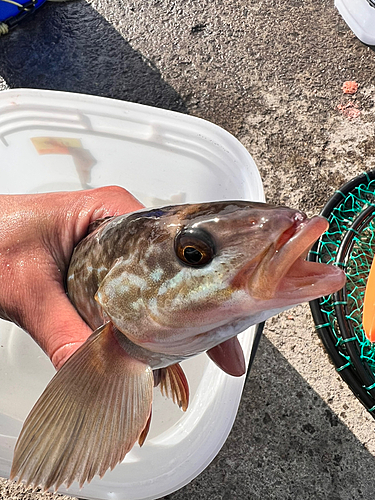 ホッケの釣果