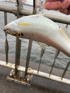 コノシロの釣果