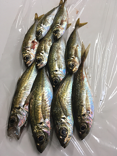 アジの釣果