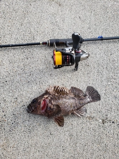 オウゴンムラソイの釣果