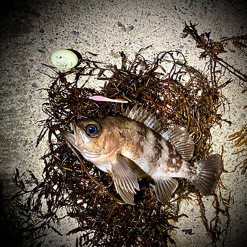 シロメバルの釣果