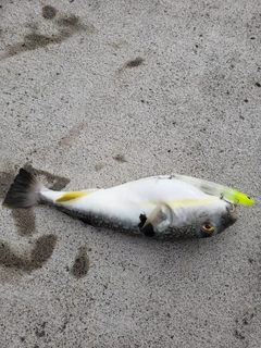 ショウサイフグの釣果