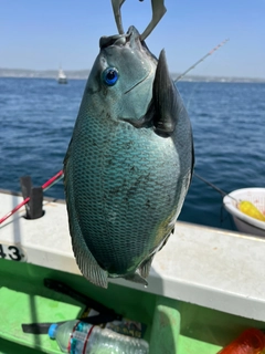 メジナの釣果