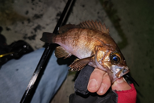 アカメバルの釣果