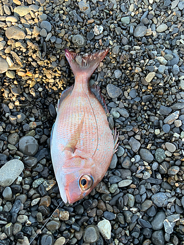 マダイの釣果