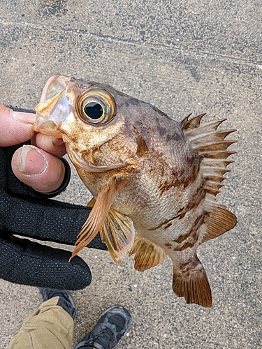 メバルの釣果