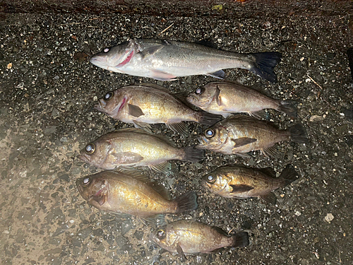 メバルの釣果