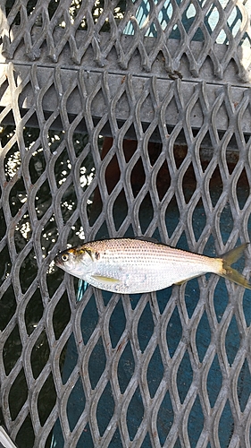 コノシロの釣果