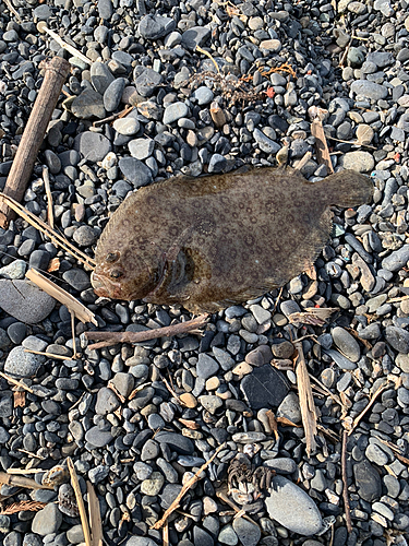 ガンゾウビラメの釣果