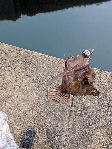 アラカブの釣果