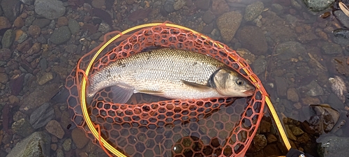 ウグイの釣果