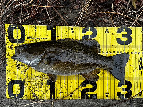 スモールマウスバスの釣果