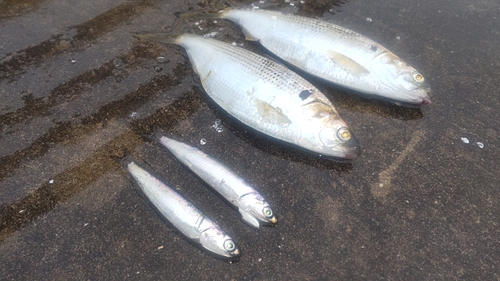 カタクチイワシの釣果