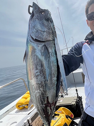 カツオの釣果