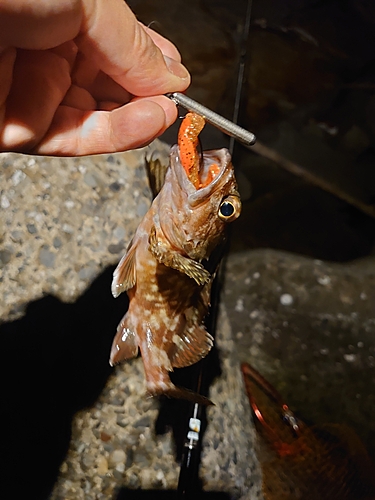 カサゴの釣果