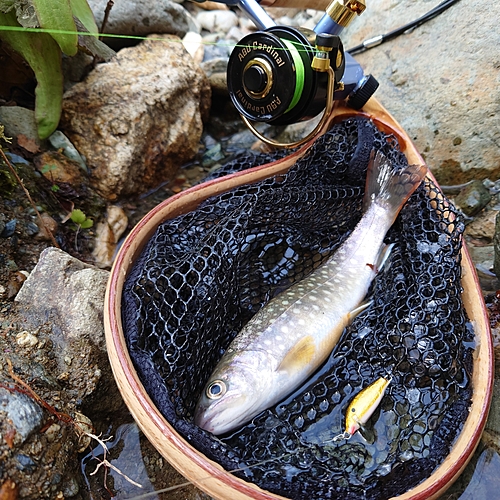 イワナの釣果