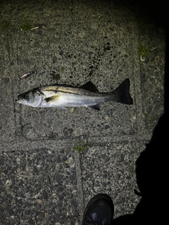 マルスズキの釣果