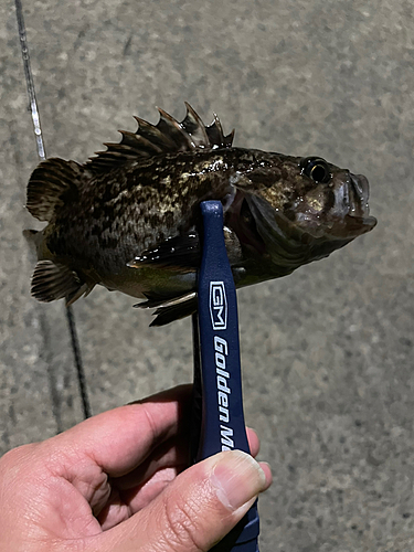 ソイの釣果