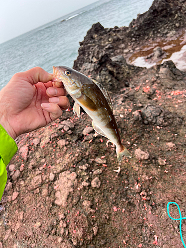 ホッケの釣果