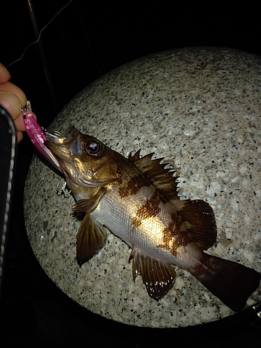 メバルの釣果