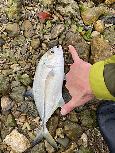 ギンガメアジの釣果