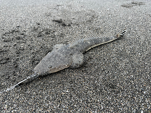 マゴチの釣果