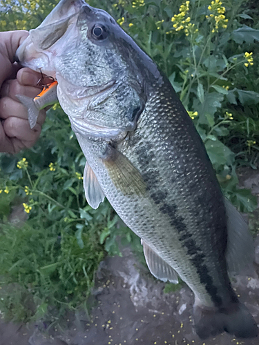 ラージマウスバスの釣果