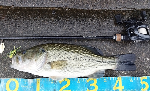 ブラックバスの釣果