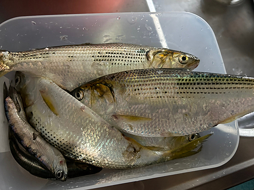 コノシロの釣果