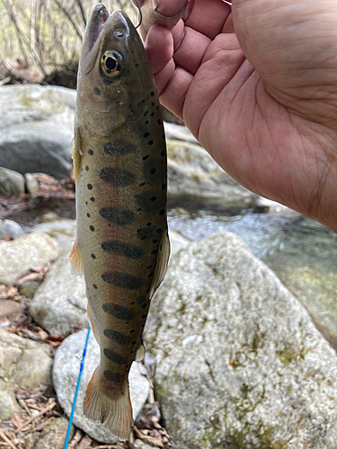 ヤマメの釣果