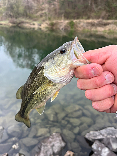 ラージマウスバスの釣果