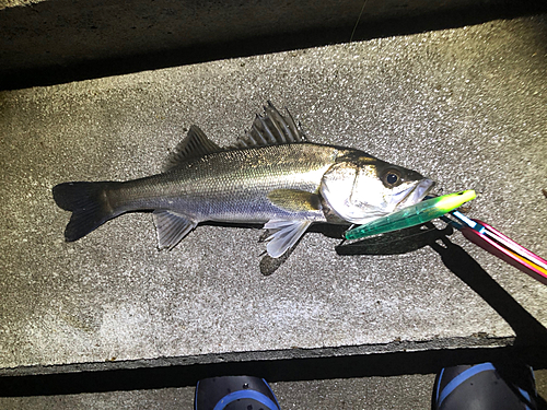 シーバスの釣果