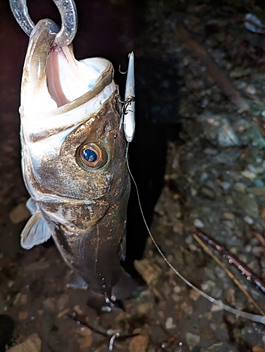 スズキの釣果