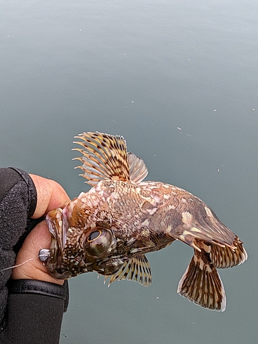 アラカブの釣果