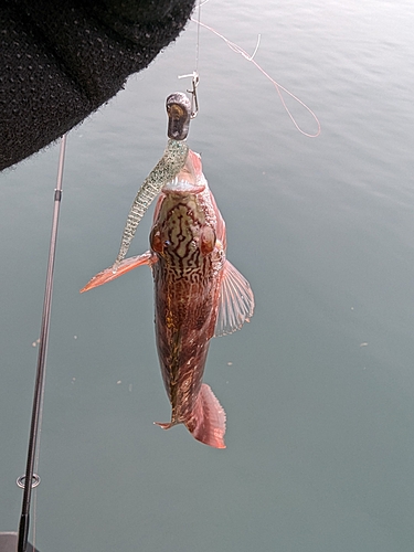 ホシササノハベラの釣果