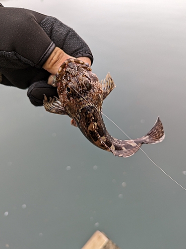 アラカブの釣果