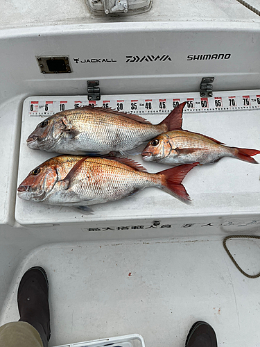 マダイの釣果