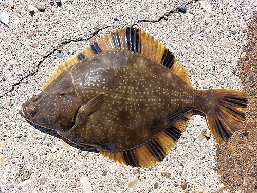 カレイの釣果