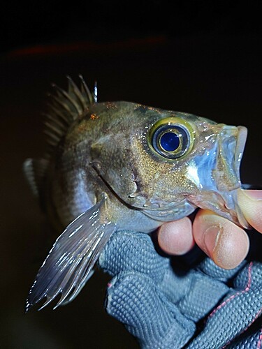 メバルの釣果