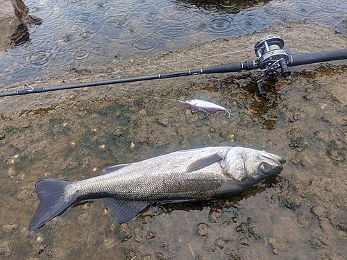 セイゴ（マルスズキ）の釣果