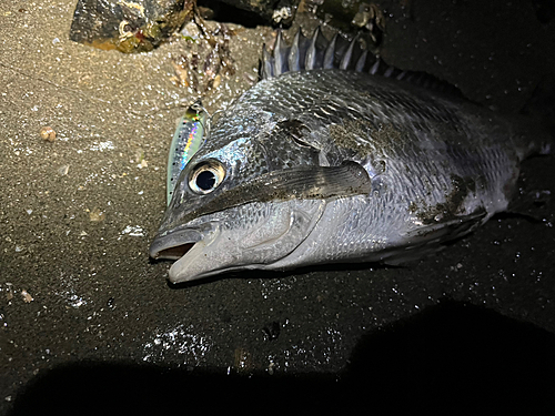 キビレの釣果