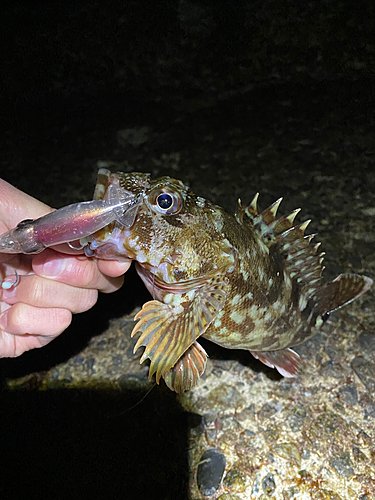 カサゴの釣果