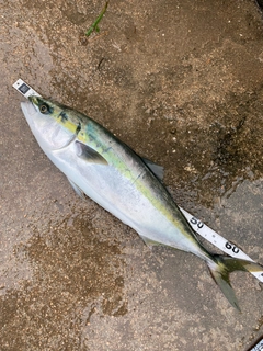 ハマチの釣果