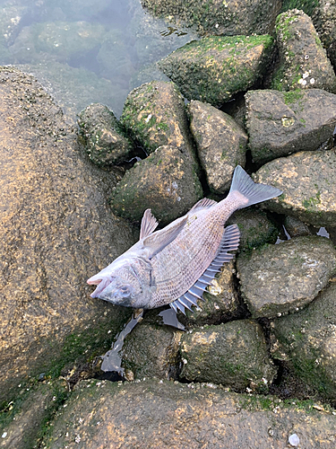 チヌの釣果