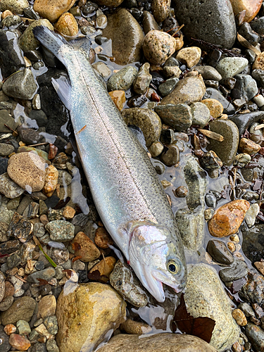 ニジマスの釣果