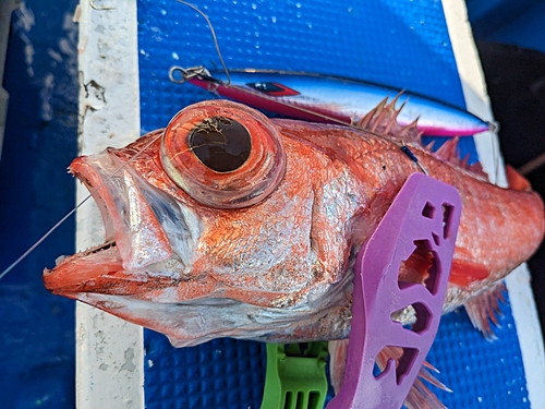 アカムツの釣果